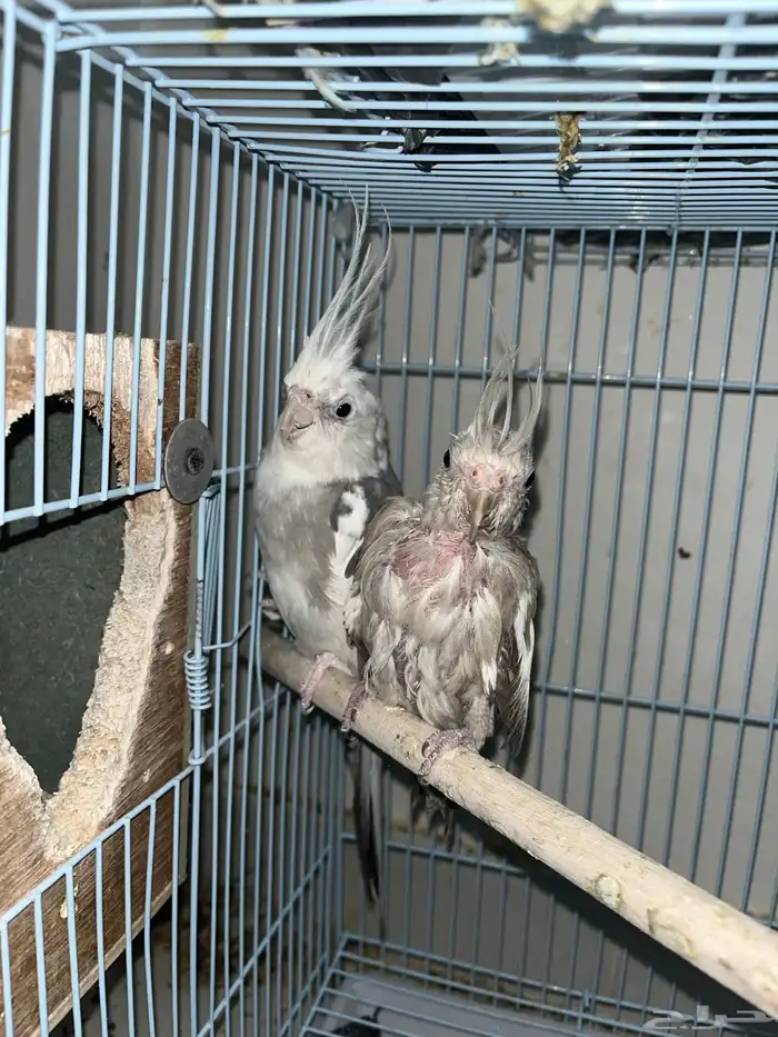 السلام عليكم ورحمة الله وبركاته  طيوركروان للبيع قد انتج 0