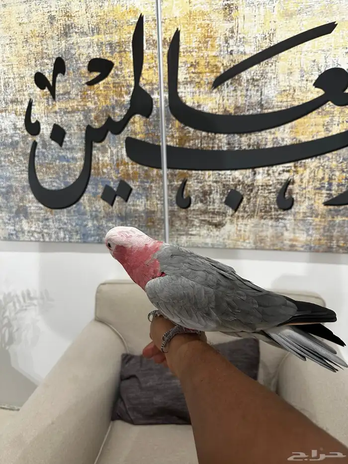 كوكاتو قالا جدا اليف ومتكلم 3