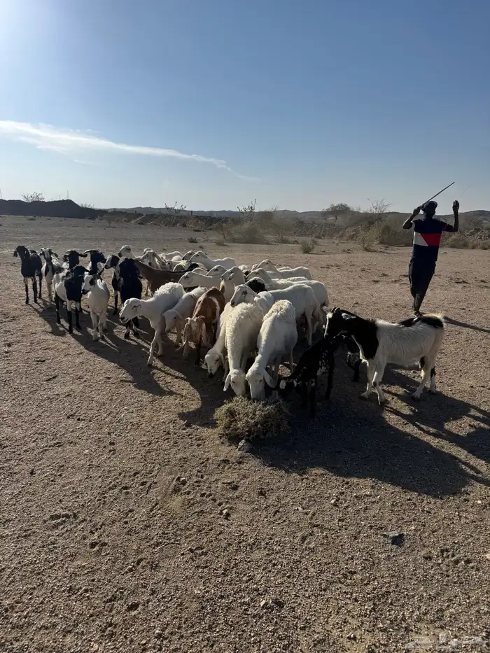 39 راس ضان ومعزا تحتها 4 6