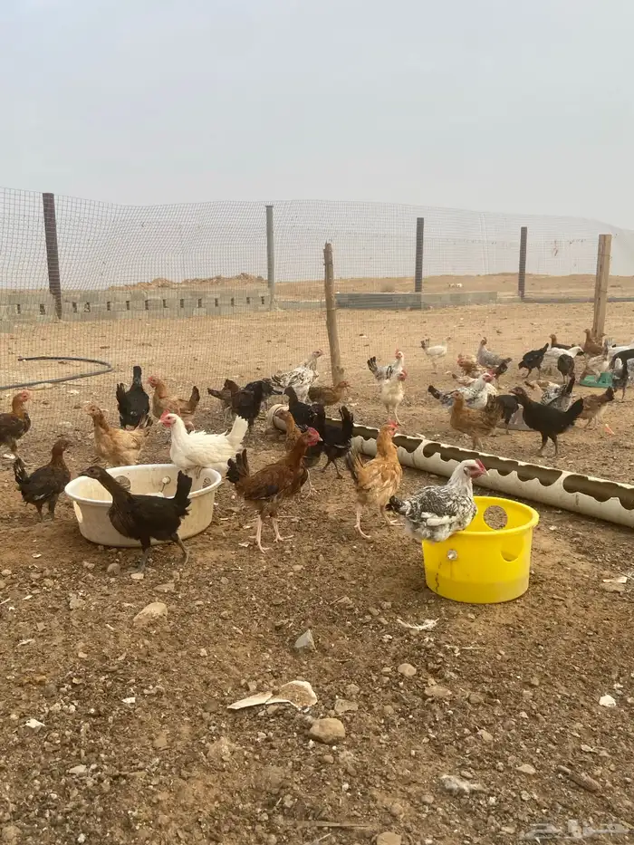 دجاج عمره شهرين إلى ثلاث شهور 2