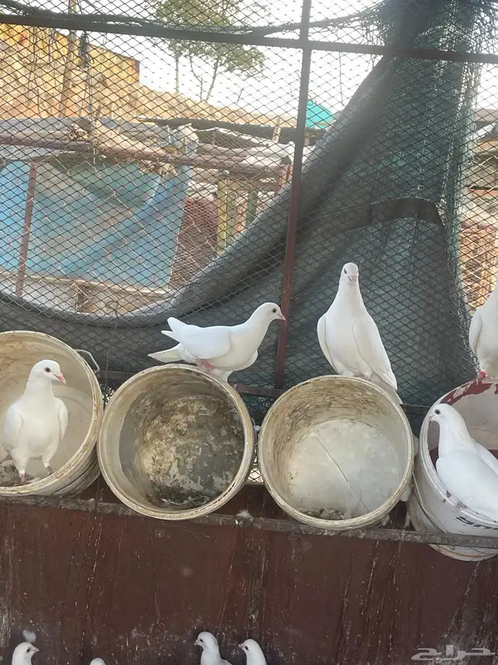 حمام فرنسي جانبو 6