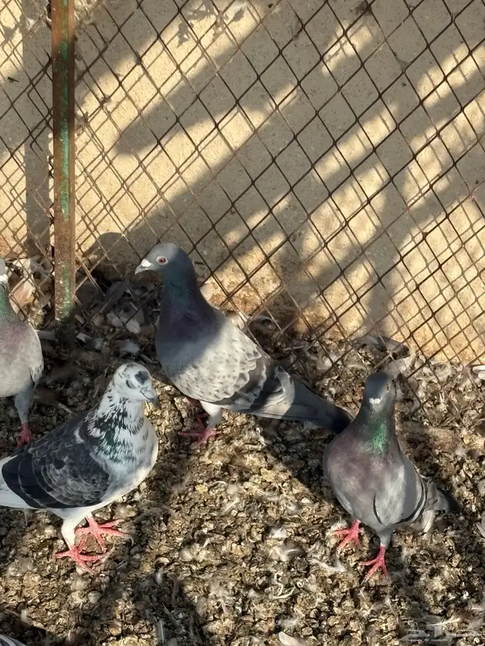 حمام عادي للعس 3