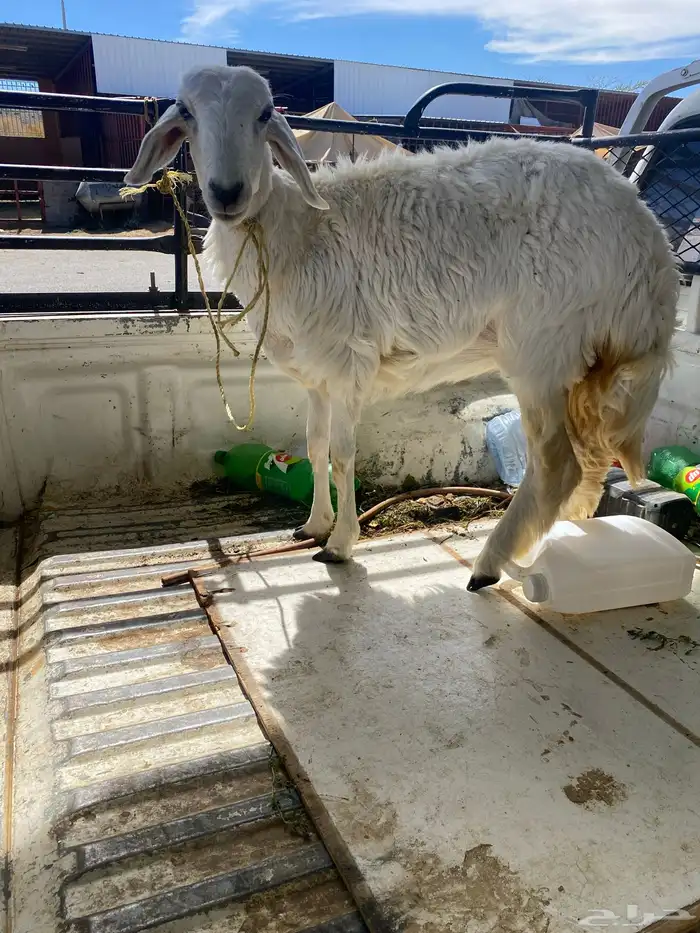 .رخل .ضان .غنم 0