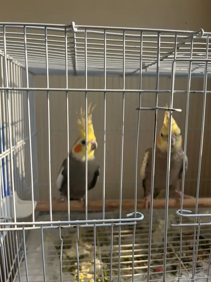 للبيع جوز كروان ذكر وانثى 2