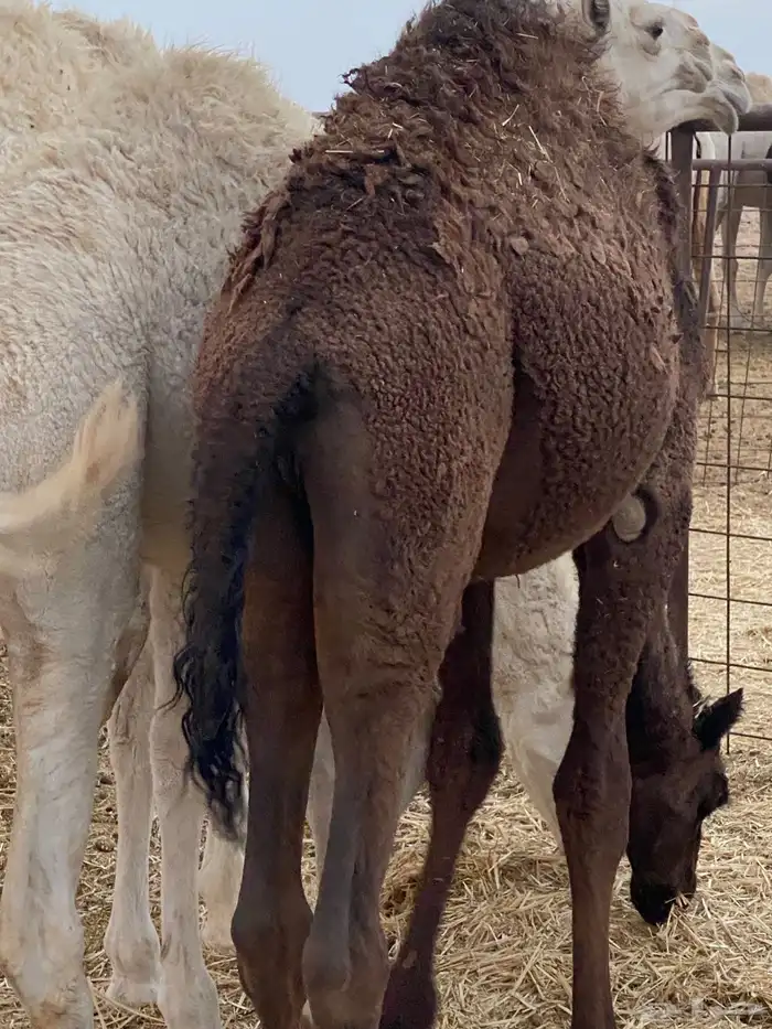 حوار لباني 2