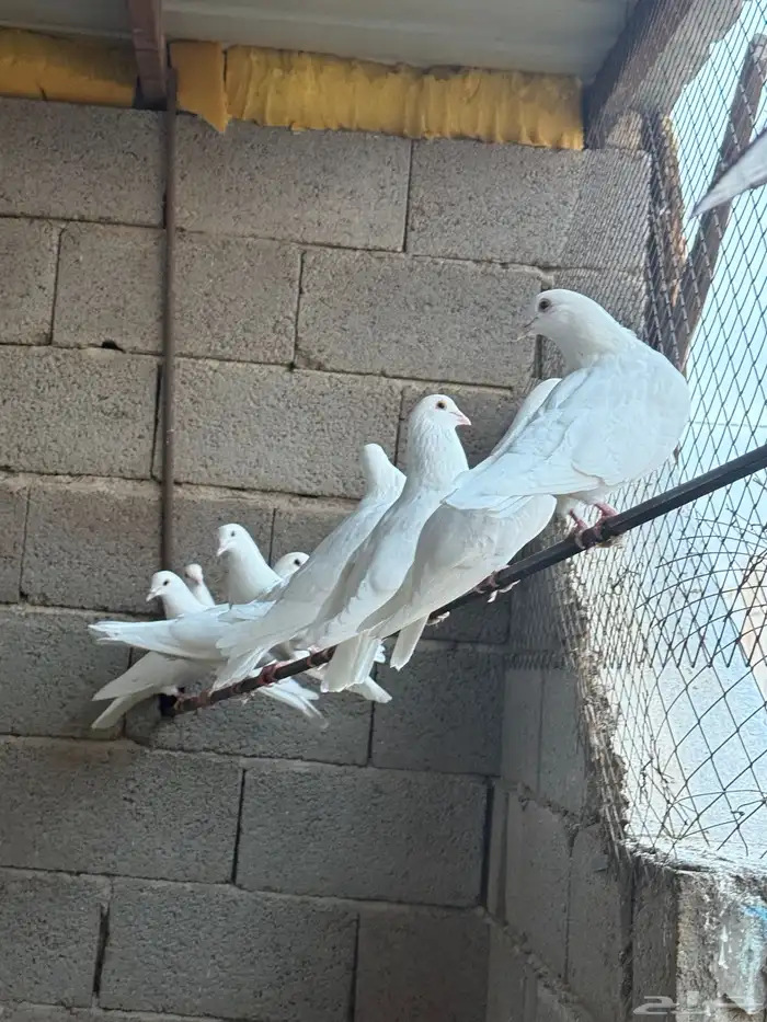 حمام فرنسي ابيض 20 جوز مفروز وجاهز 12