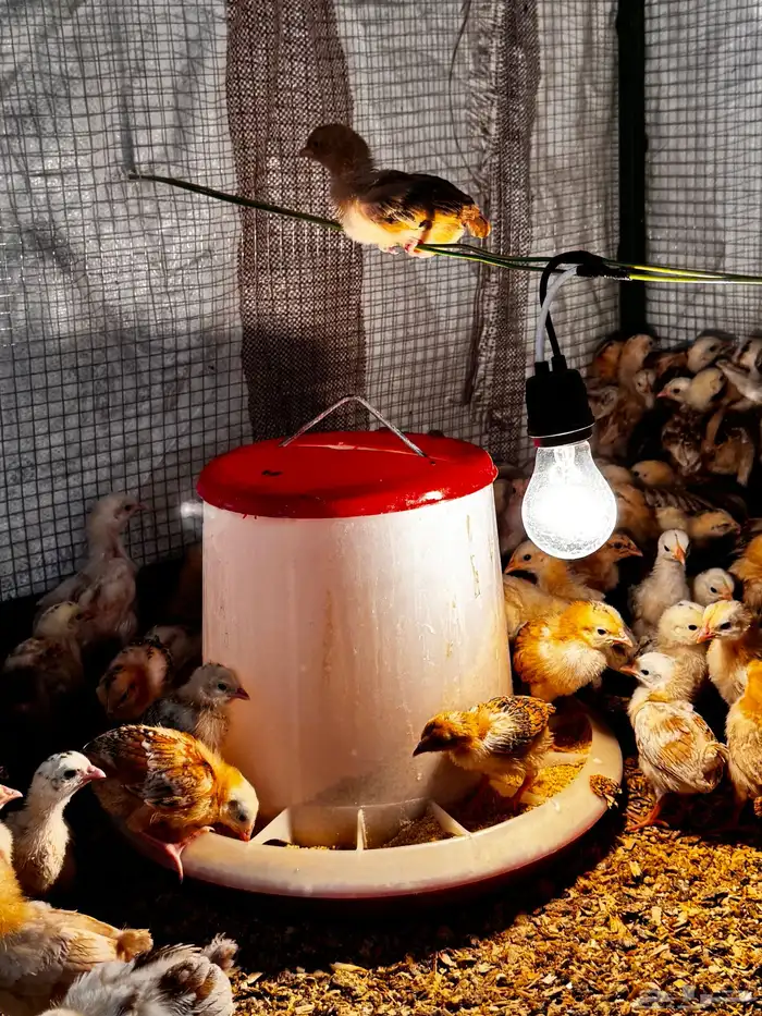 صوص دجاج بلدي العمر 26-30 يوم 2