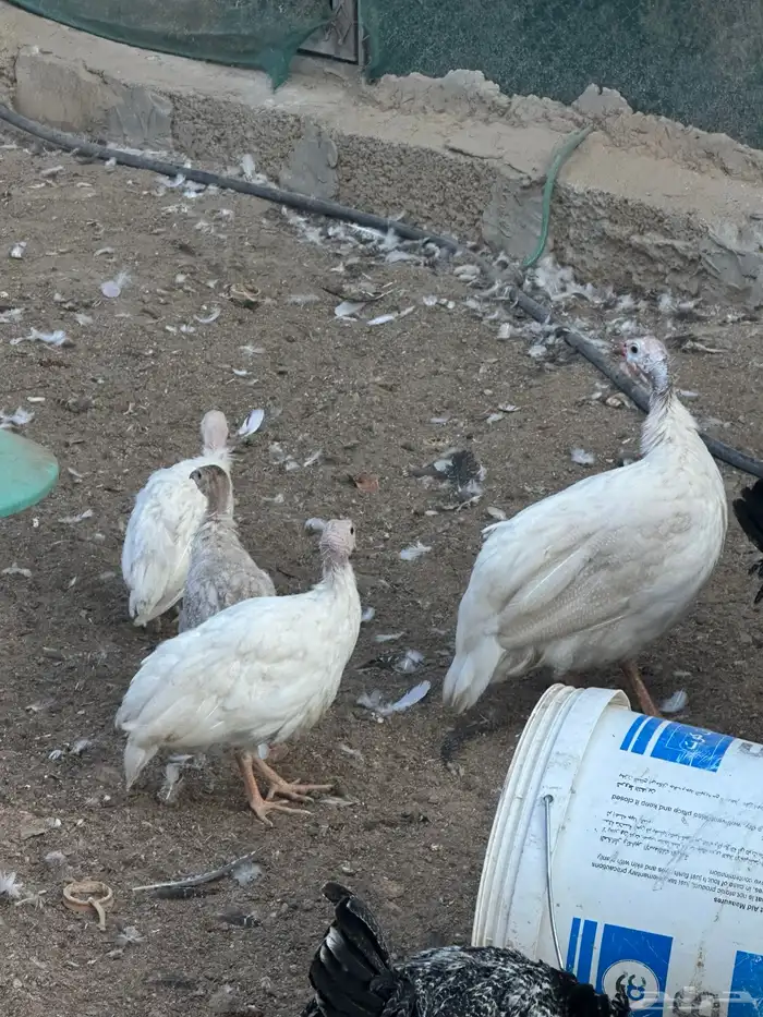 دجاج حبش اربع شهور الوان 0