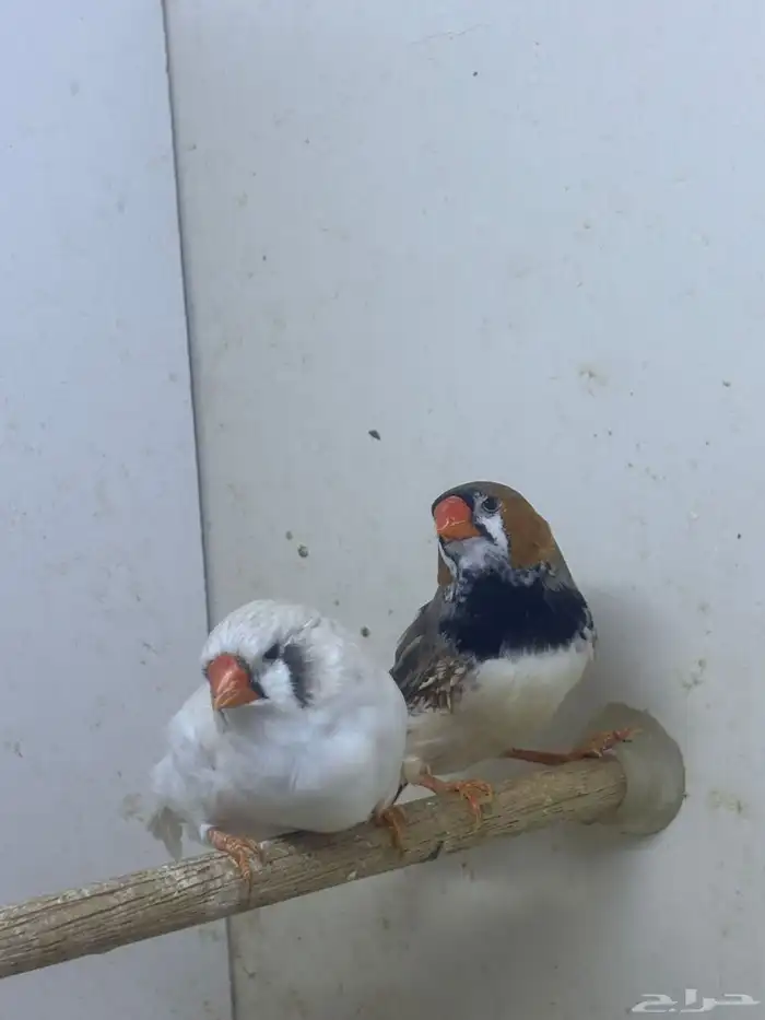 للبيع حضيرة زيبرا عدد 18 زوج حجم فوق الوسط 3