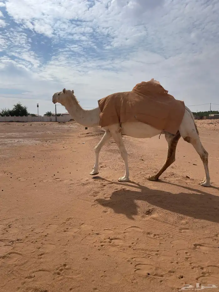 لقحات العدد ثنتين 0