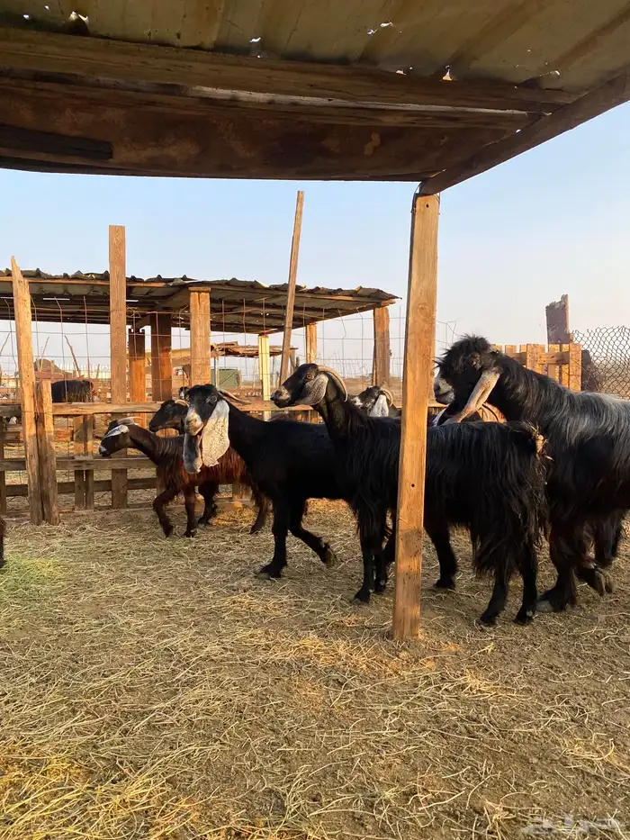 للبيع معزا عوارض وحريات بالفحل دفيع ومضاريع 25