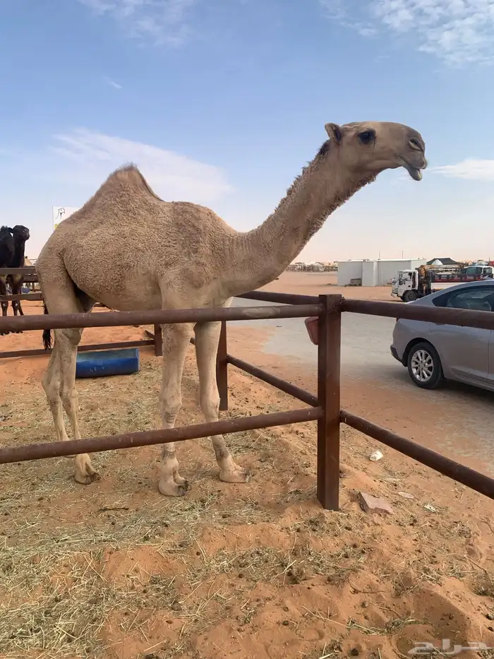 قعود اشقح باتلي 0