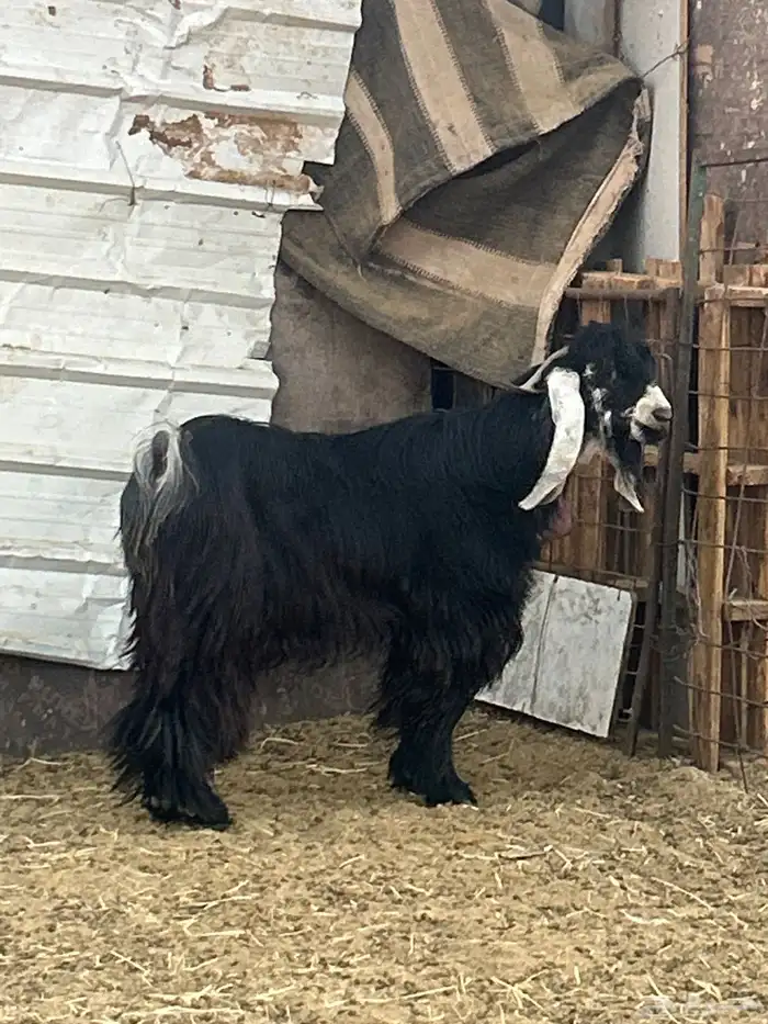 تيس عارضي رباع وتيس ابو 8 شهور 0