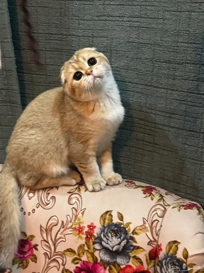 سكوتش فلود البيعه سريعة والقطاوة صحتها ممتازه ولعوبه 7