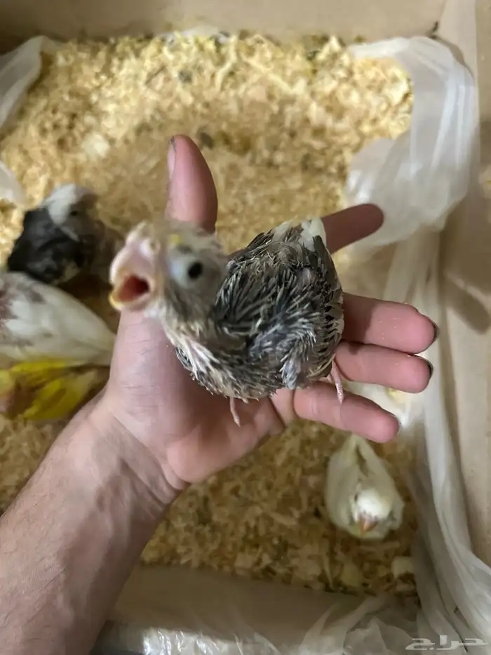 فراخ روز كروان غر 2