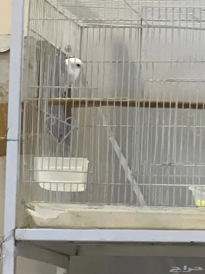 جوزين من طيور الروزمنتج وجوز درة هندي منتج والطيورحجم جمبو 1