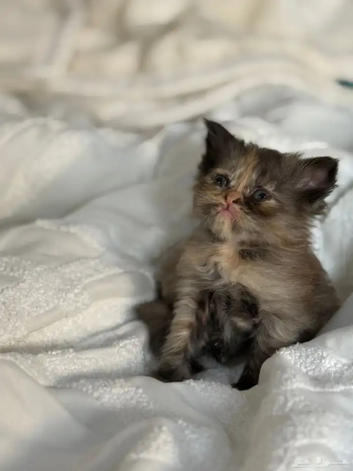 قطة شيرازي للبيع 2