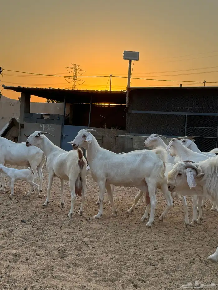 عنز برص فواخر جروم 9