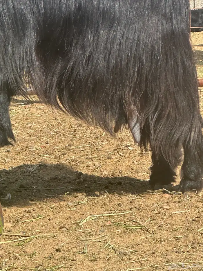 عنز عارضيه صنف جرم تم البيع 7