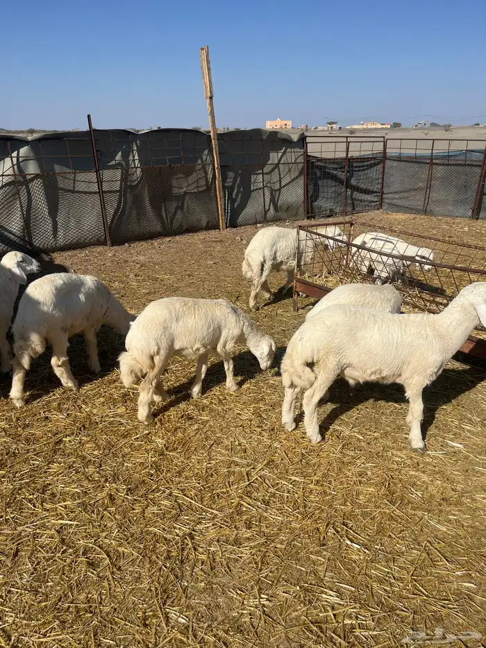 رخال وخرافان فاخر من الاخر مع نعجتين 2