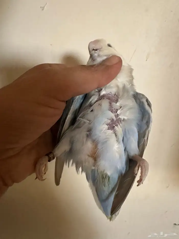 ذكر روز بلد اوبلاين صافي كلير 3