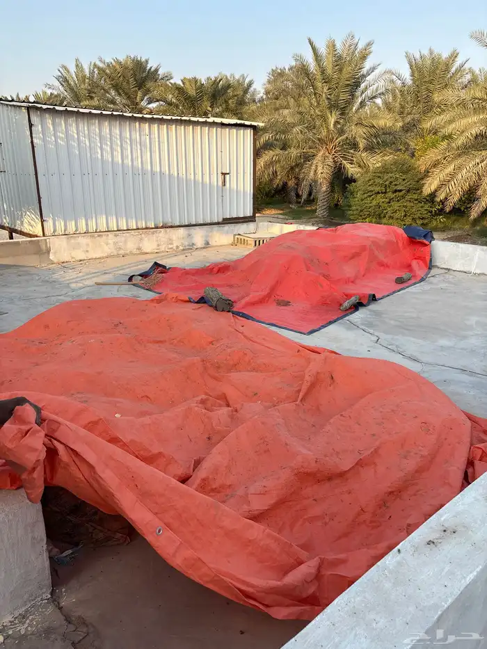 تمر علف للأغنام 1