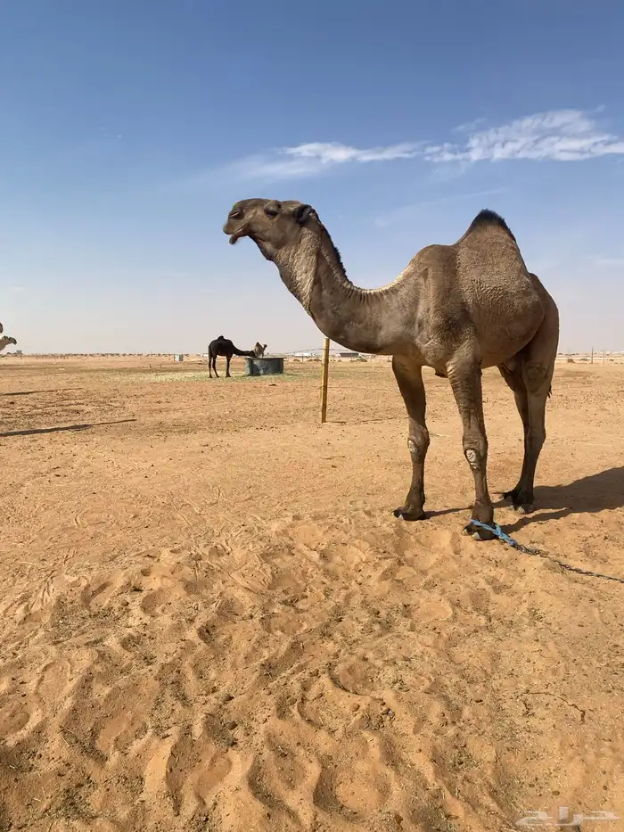 قعودكفوا سنه توه ثني علي جميع الشروط 4