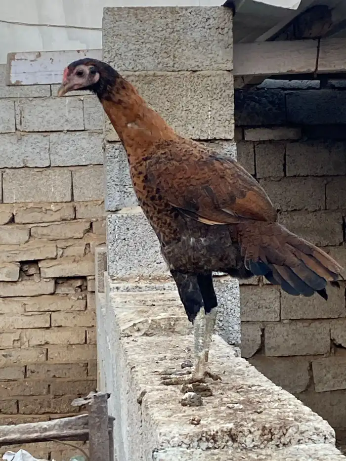 فرخه شاومي 0