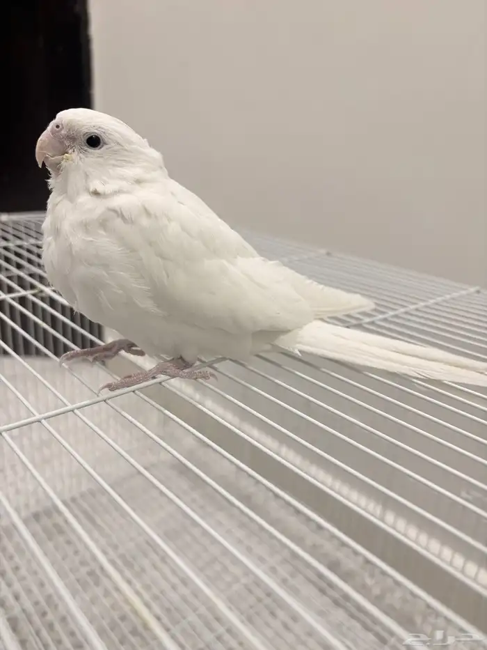 فرخ كروان اللبينو نهاية غر هدد نشبه 1