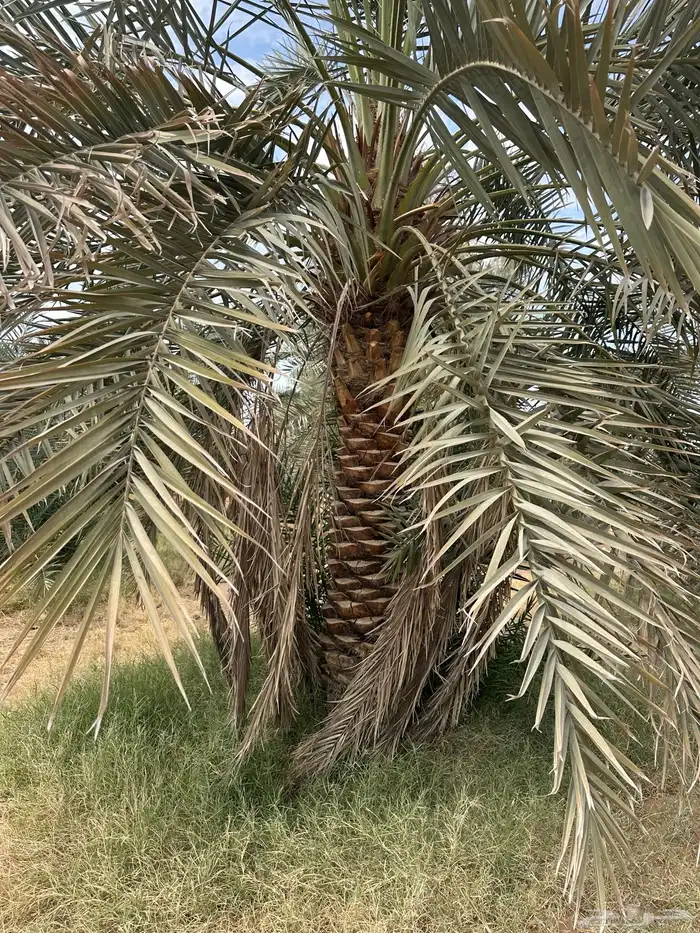 نخل مثمرنبتت علي وبرحي وخلاص وصقعي وسندي 1