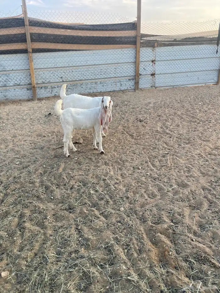 العرض الاول 5 مواعز بفحلها الثاني عنز سدس معها تيس وجفره 4