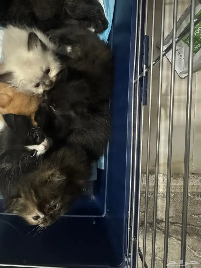 قطط صغير للبيع 0