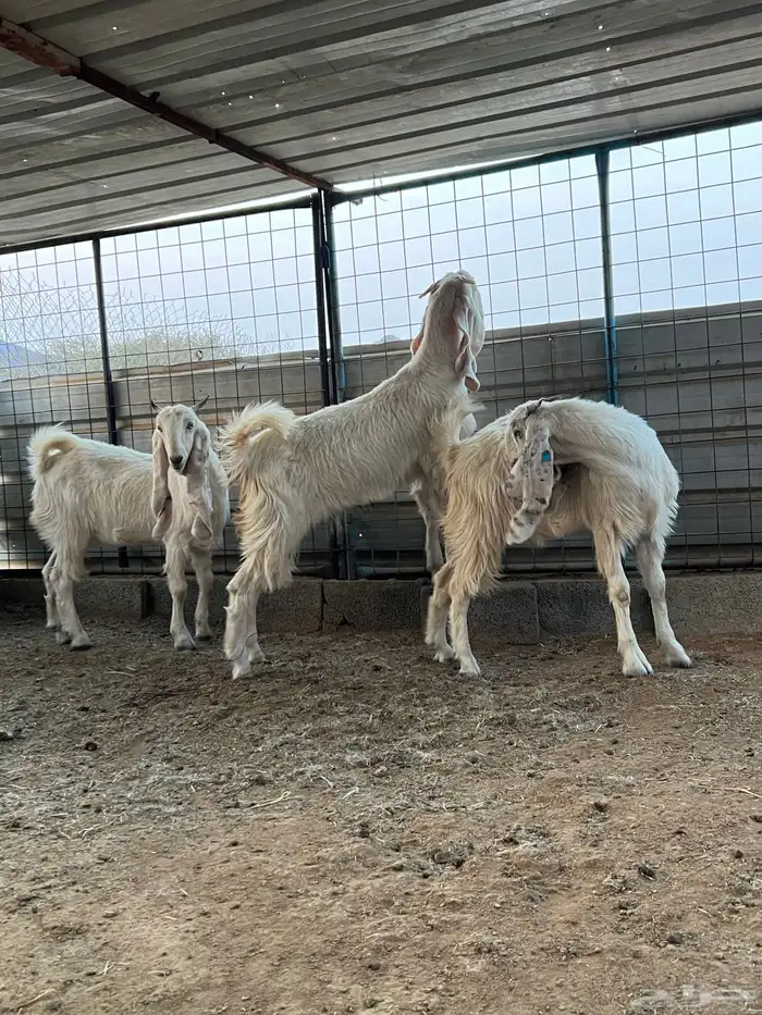 الطائف الحوية 6