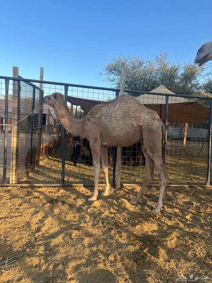 بكره للبيع 3