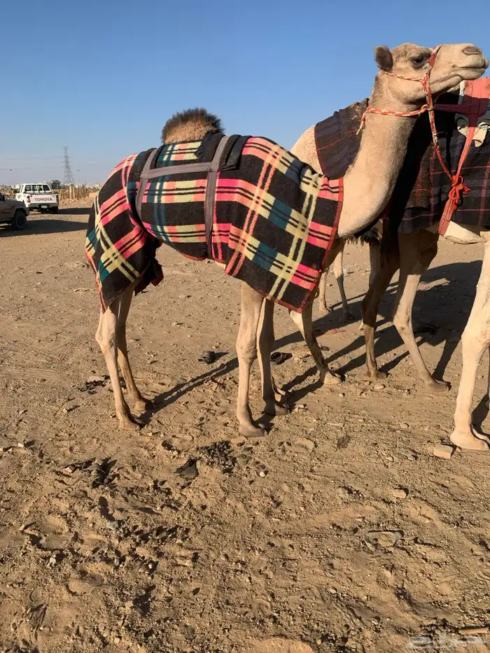 قعود لقي ولد الحصان 0