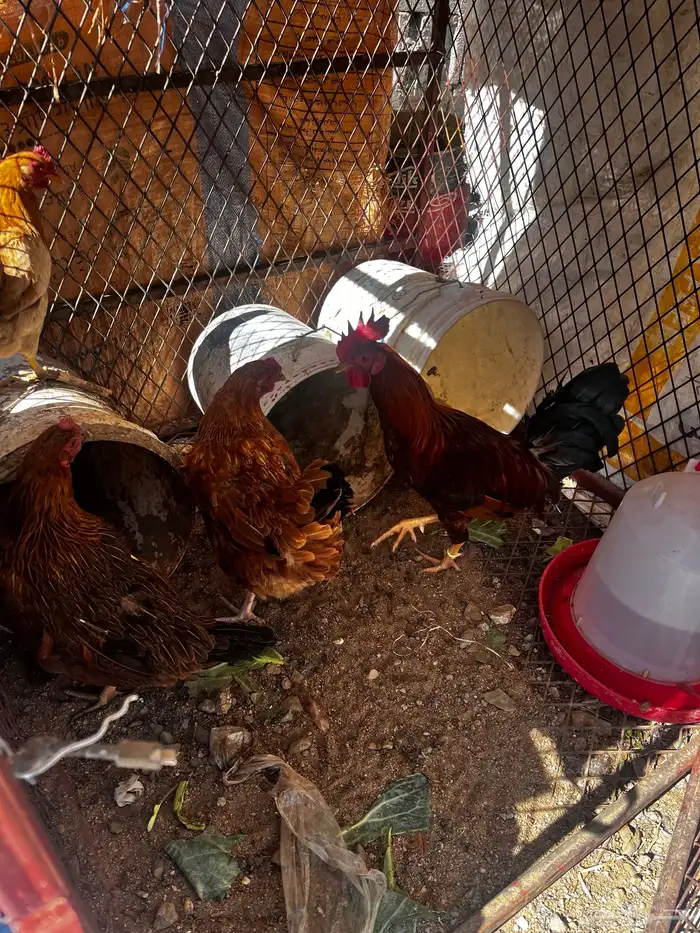 دجاج فرنسي و بلدي 2
