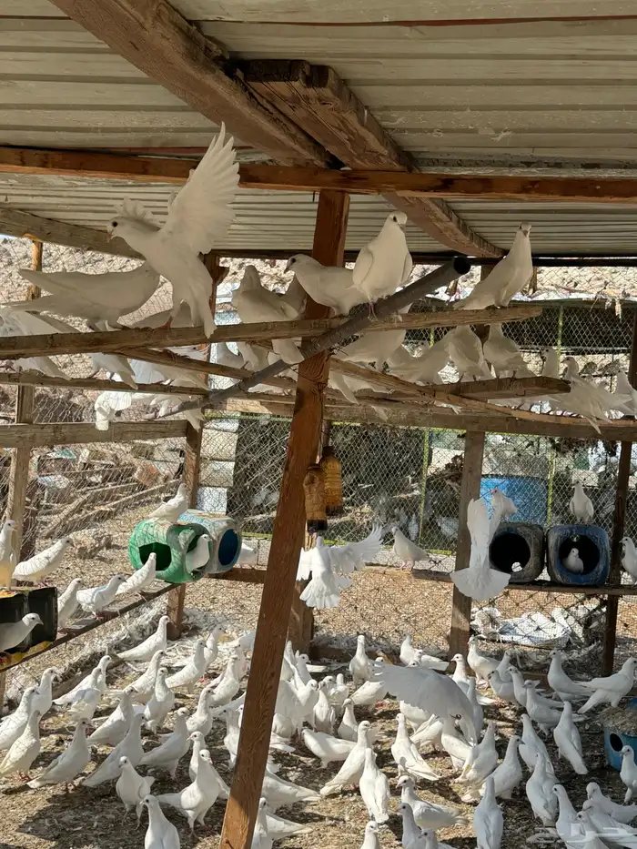 حمام فرنسي 2