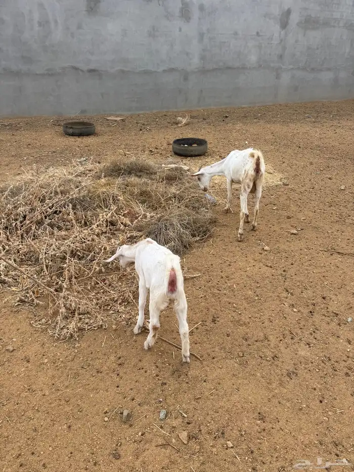 عنز بيشيه والد 2