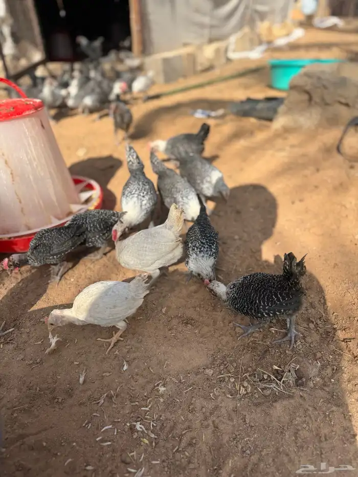 صوص العمر فوق شهرين تم البيع 4