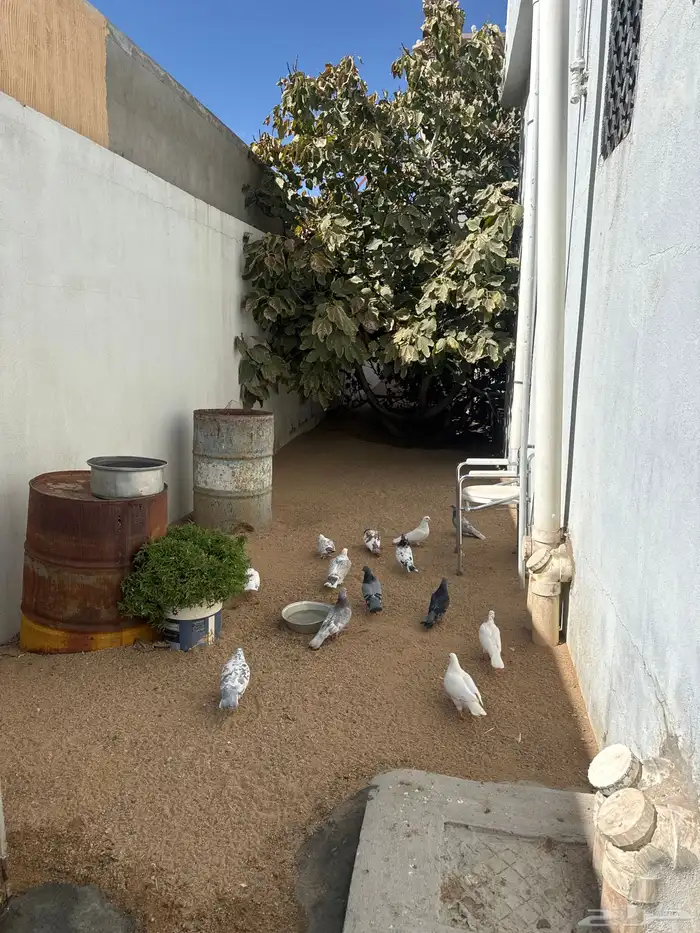 حمام للبيع 0