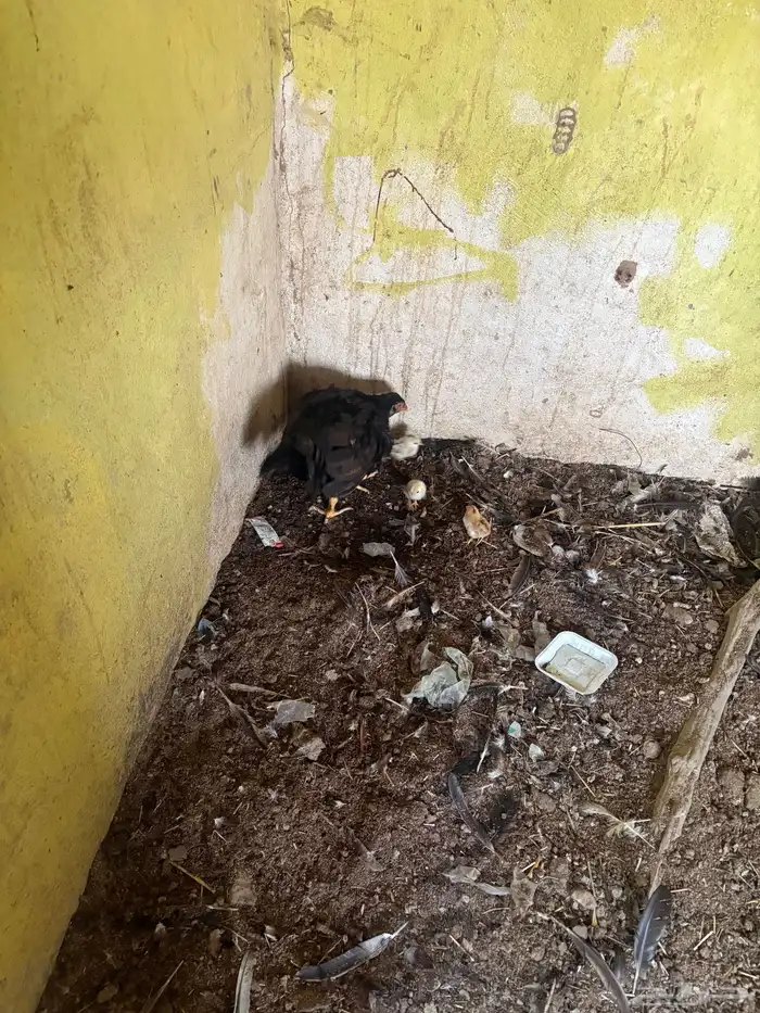 دجاج باكستاني 0