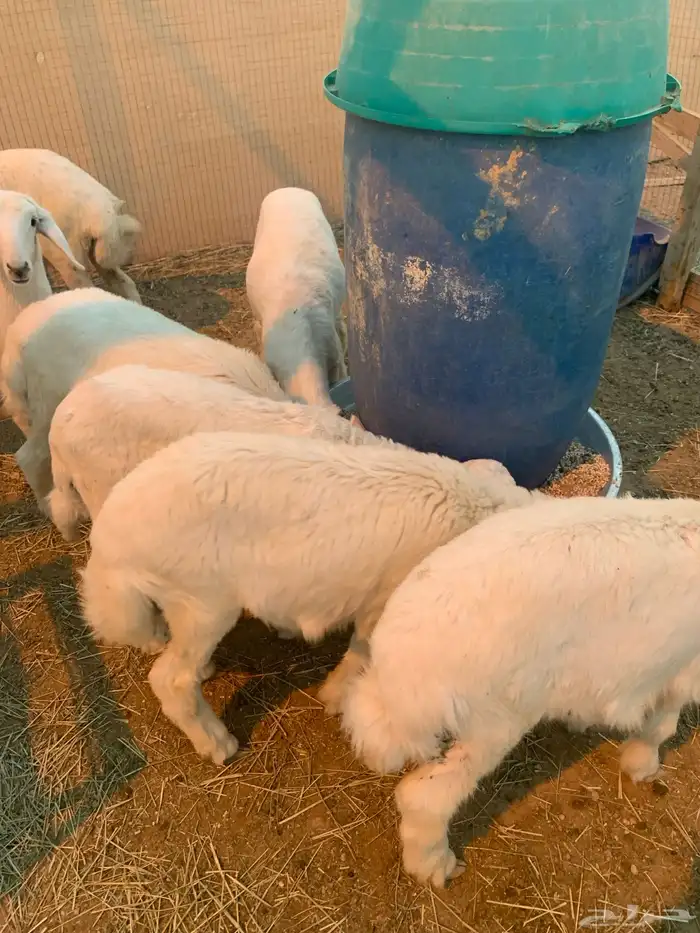 الربعه شهور العدد خمسطعش خرفان 3