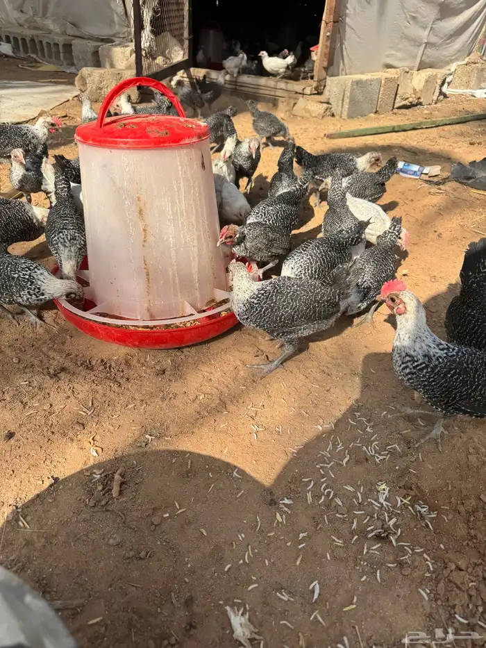 صوص العمر فوق شهرين 2