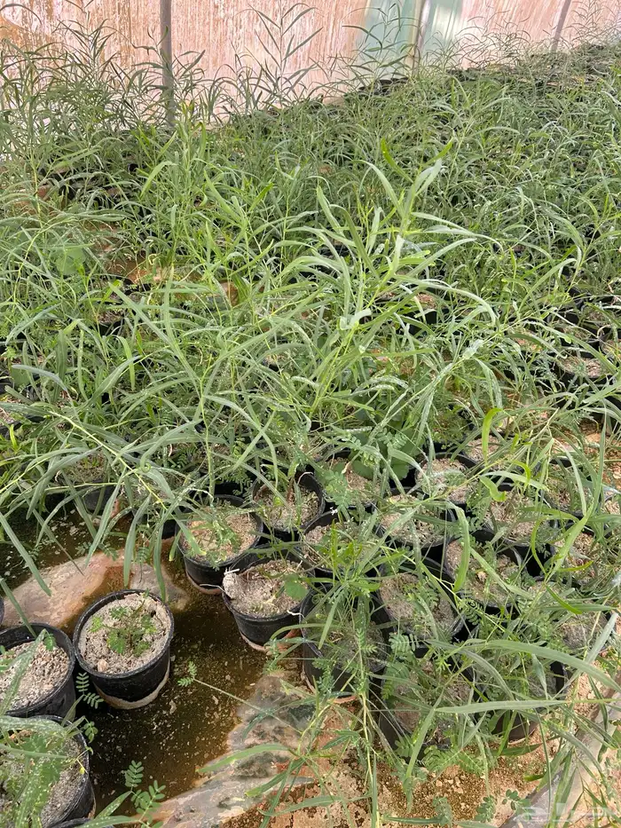 شتلات طلح ملحي للبيع 1