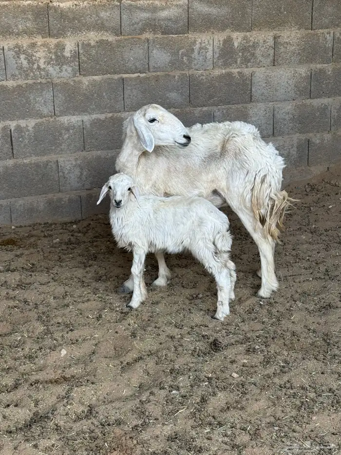 شاه رباع خلفه 1