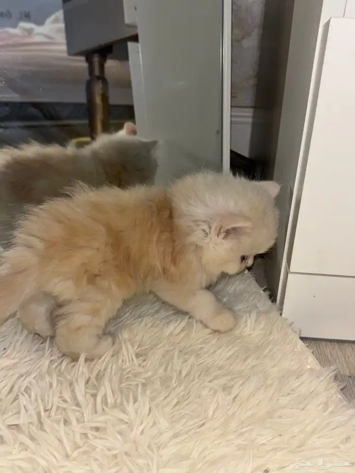 قطط للبيع ليست للتبني 5