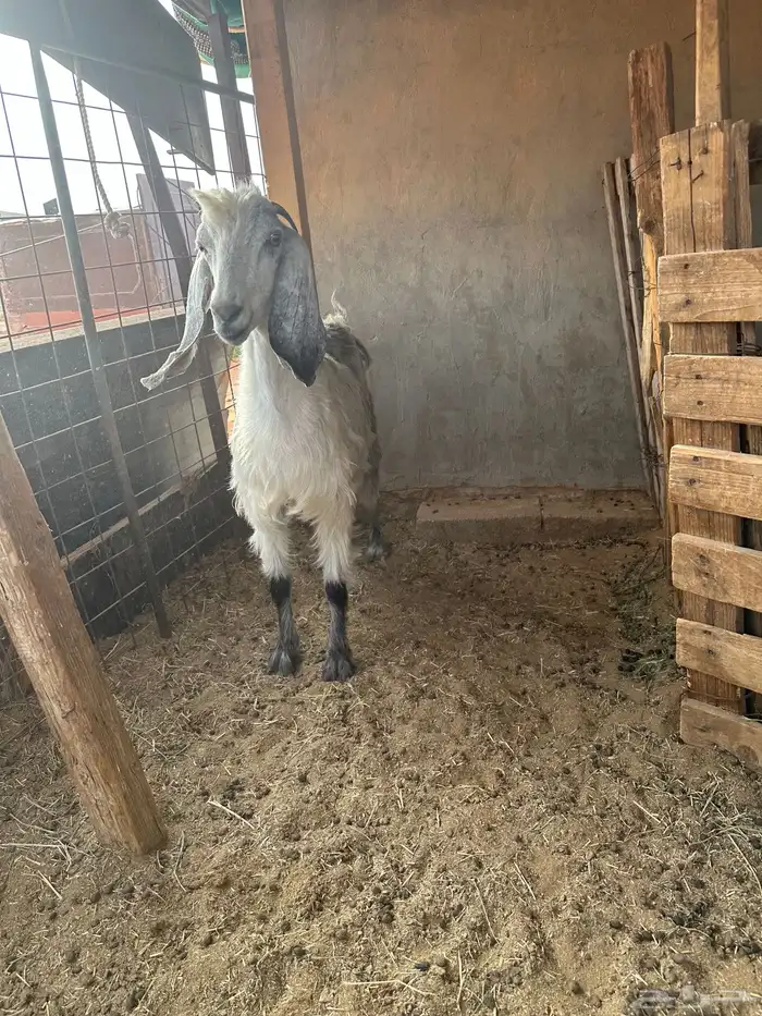 عنز مشروكه خلفه طيبه حدرها جفره 0