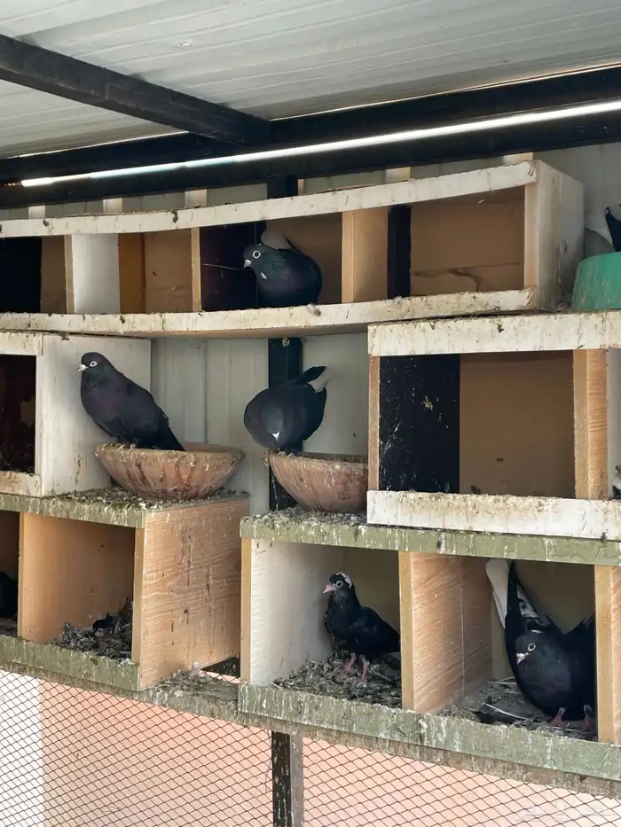 حمام قطايف للبيع 5