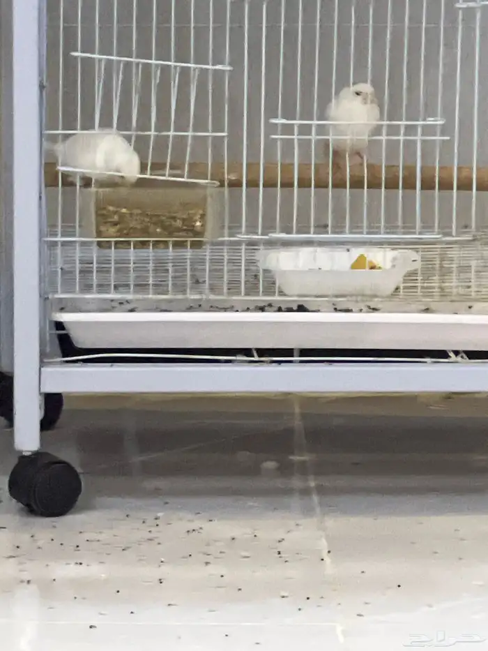 جوزين من طيور الروزمنتج وجوز درة هندي منتج والطيورحجم جمبو 4