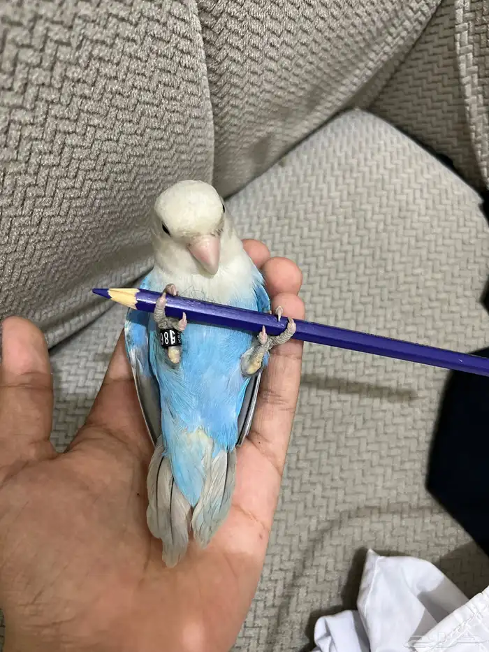 روز ازرق ذكر 0